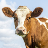 mooooo